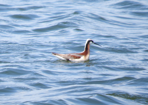 Wilson's Phalarope