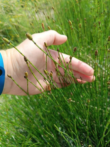 Equisetum × moorei, photograph 1