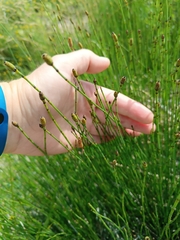 Equisetum × moorei, photograph Maria Kohanovskaya, CC BY, iNaturalist via GBIF