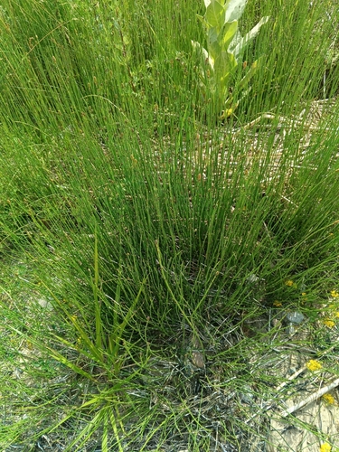 Equisetum × moorei, photograph 2