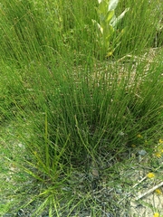 Equisetum × moorei, photograph Maria Kohanovskaya, CC BY, iNaturalist via GBIF