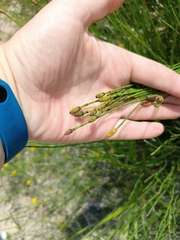 Equisetum × moorei, photograph Maria Kohanovskaya, CC BY, iNaturalist via GBIF