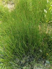 Equisetum × moorei, photograph Maria Kohanovskaya, CC BY, iNaturalist via GBIF