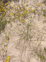 Equisetum × moorei, photograph Maria Kohanovskaya, CC BY, iNaturalist via GBIF
