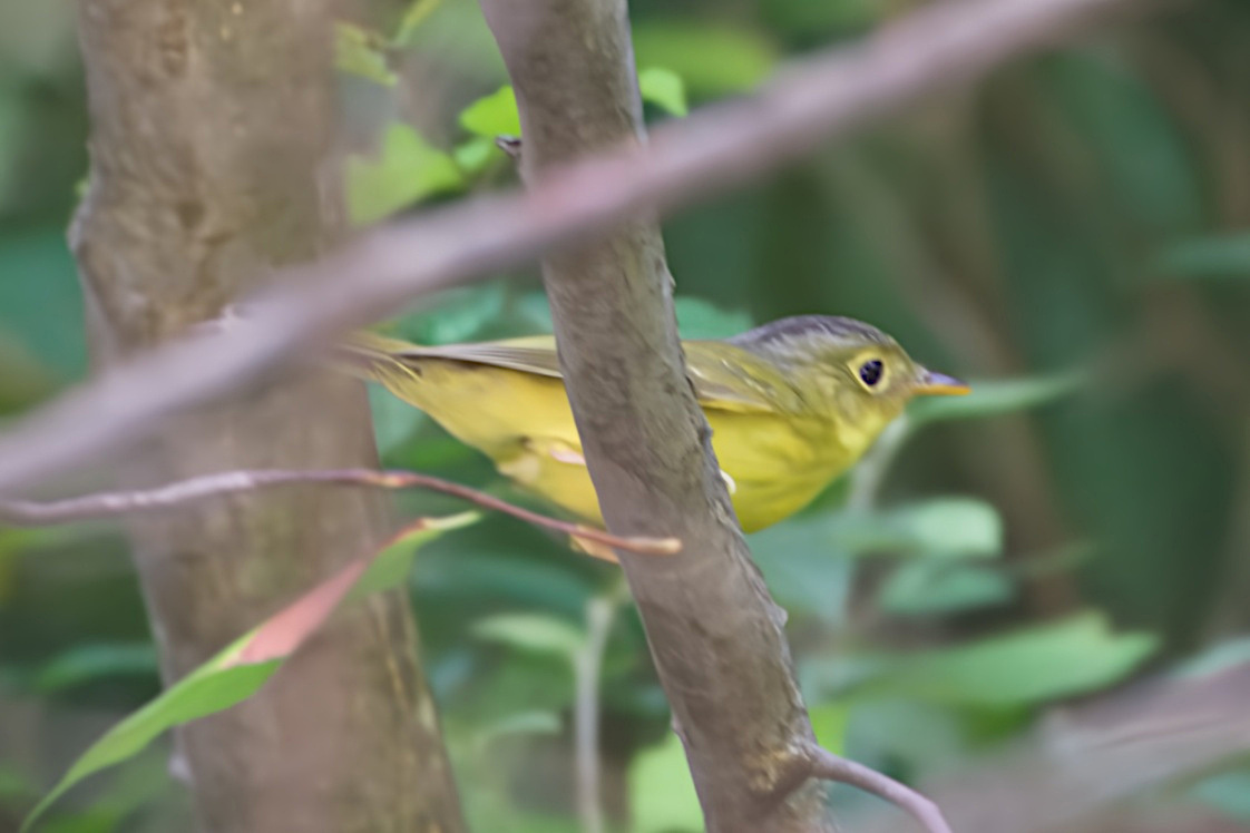 Alström's Warbler