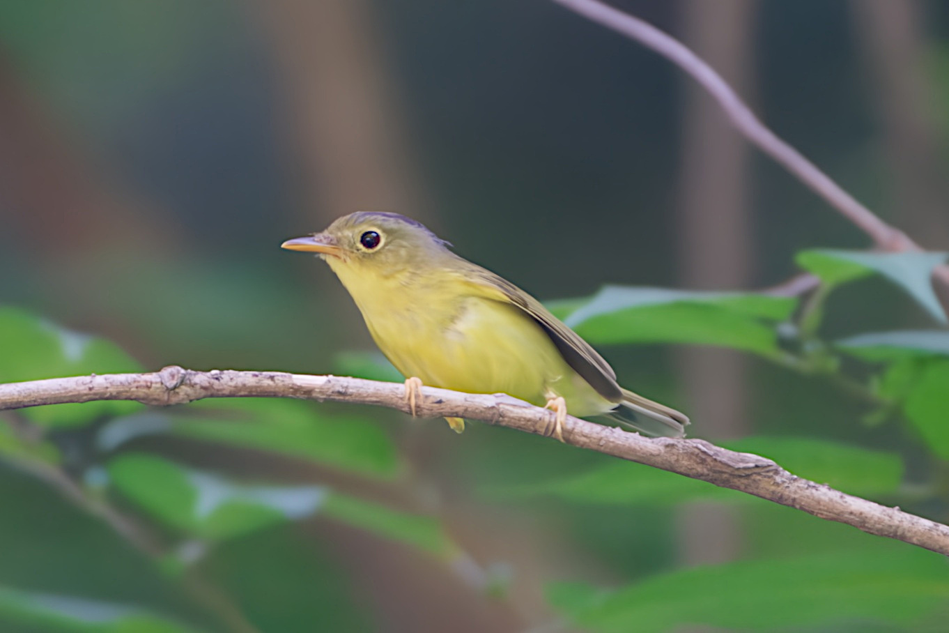 Alström's Warbler