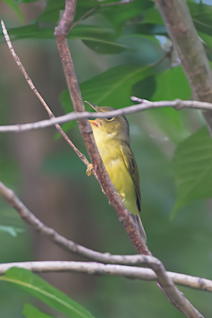 Alström's Warbler