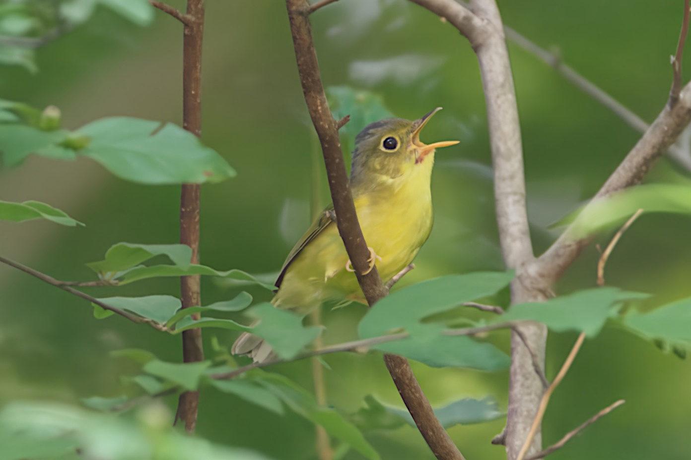 Alström's Warbler