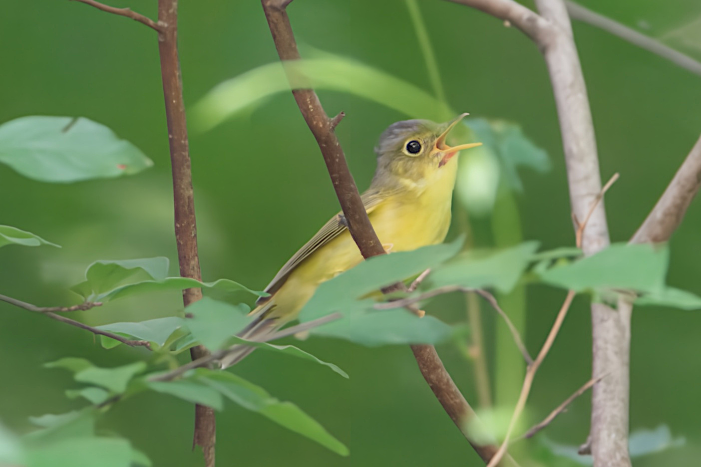 Alström's Warbler