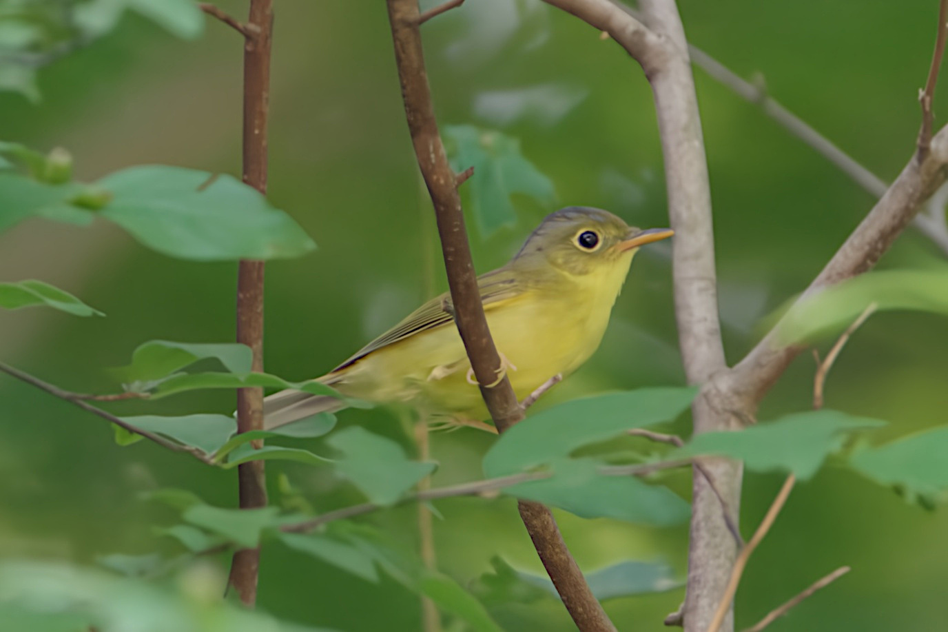 Alström's Warbler