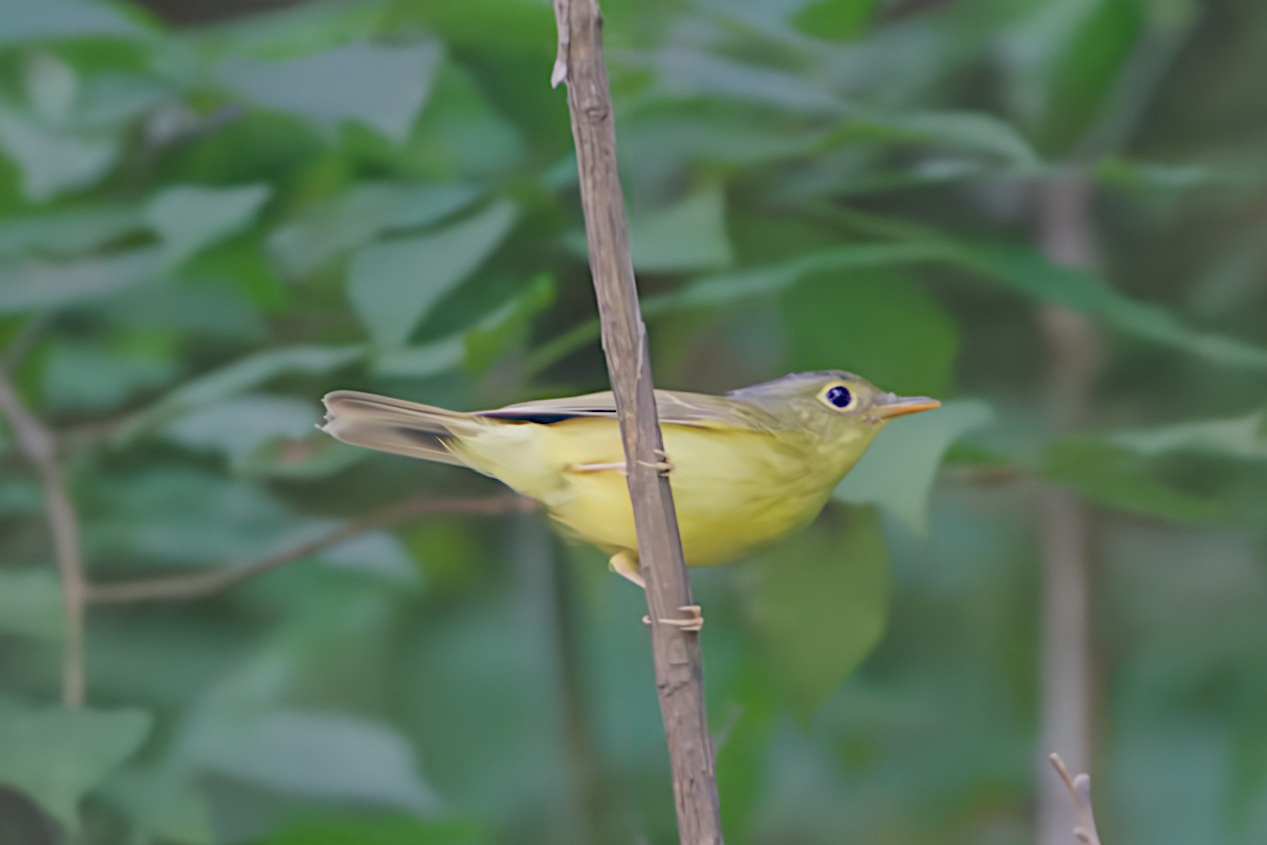 Alström's Warbler