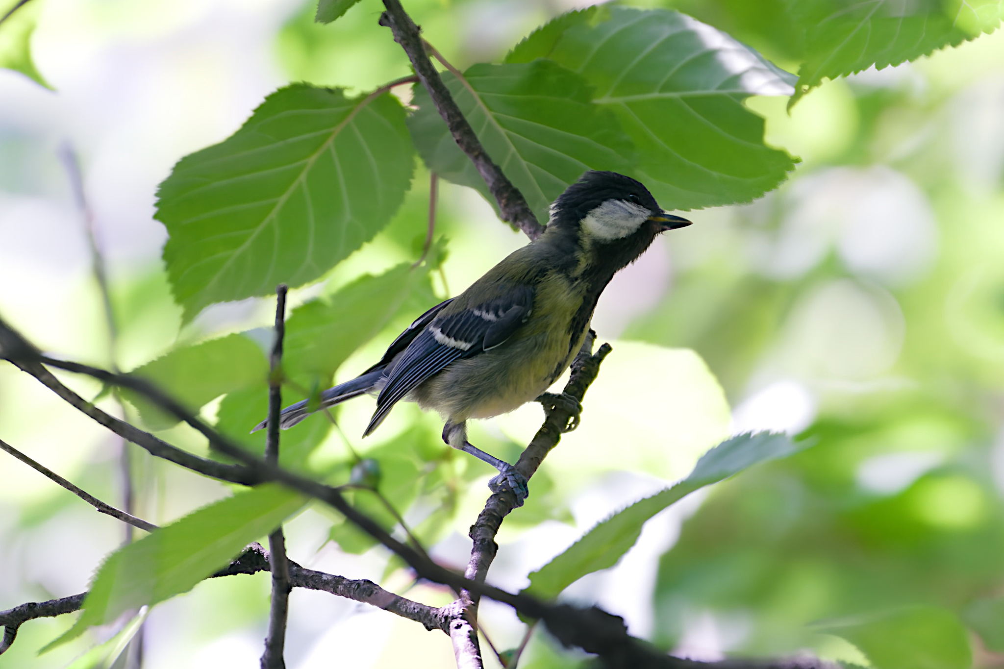 Green-backed Tit