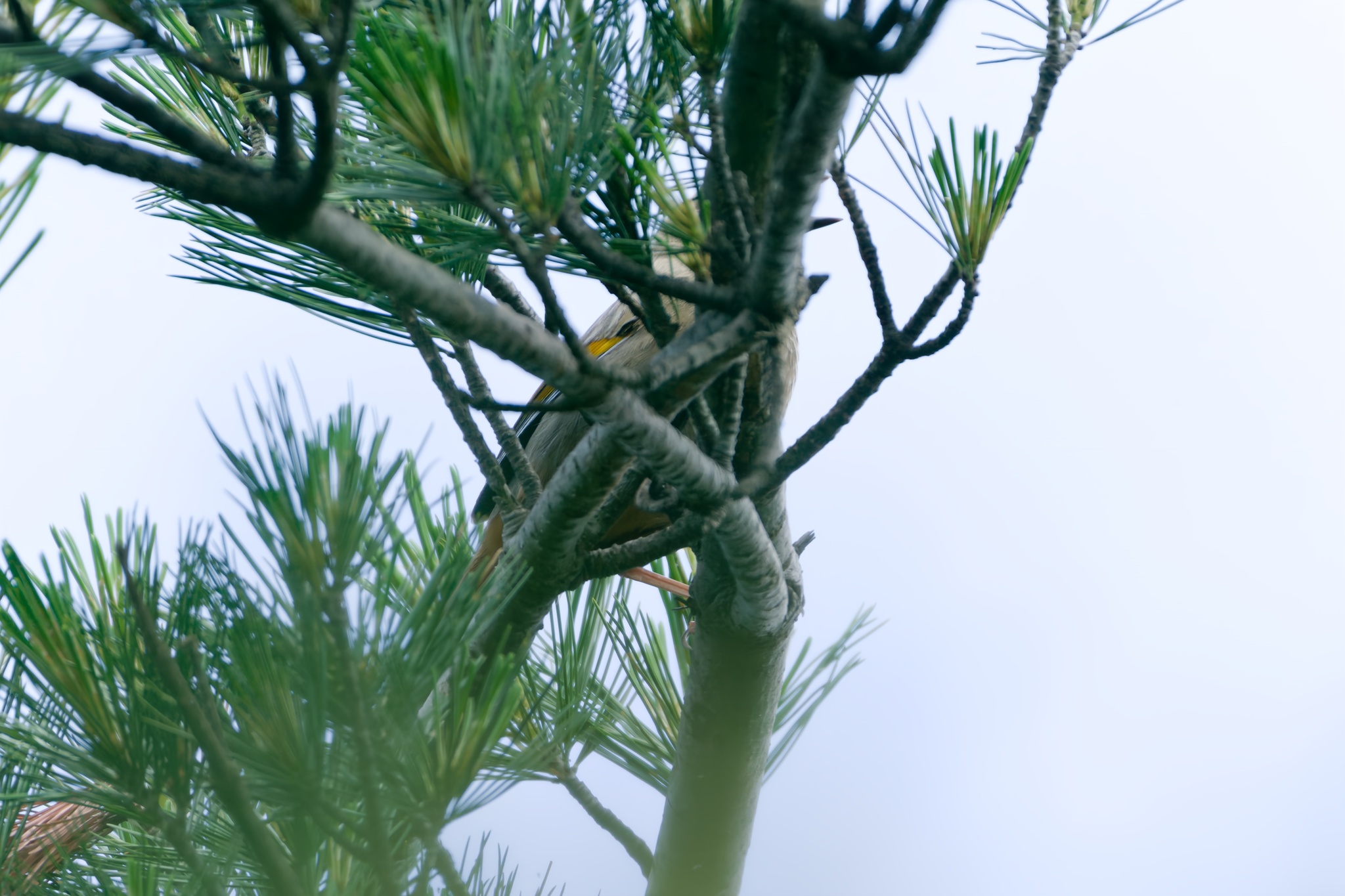 Elliot's Laughingthrush