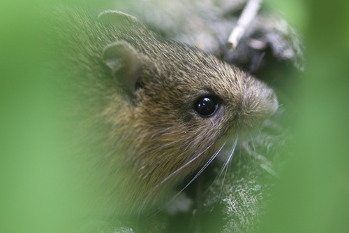 Southern Pacific Jumping Mouse