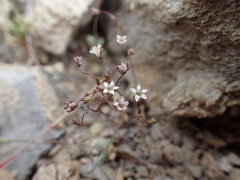 Nemacladus inyoensis