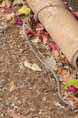 Thelotornis capensis