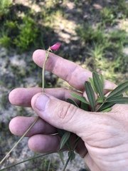 Tephrosia florida