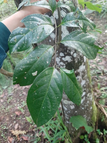 Foto de Mariri