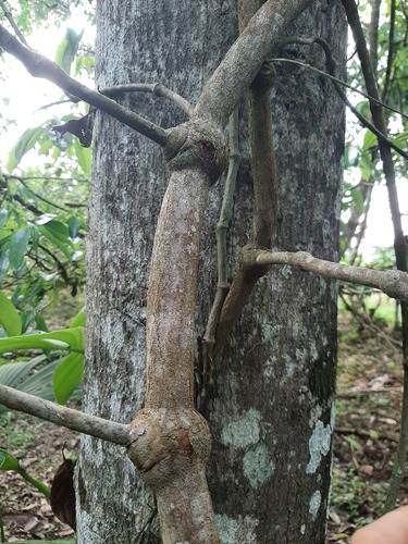 Foto de Mariri