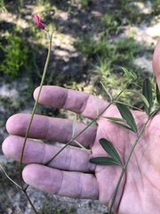Tephrosia florida