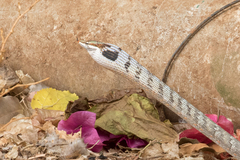 Thelotornis capensis