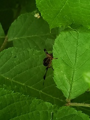 Idana marginata