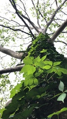 Parthenocissus quinquefolia