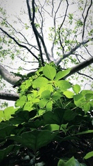 Parthenocissus quinquefolia