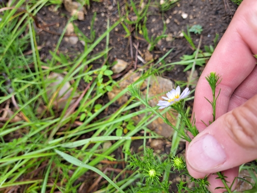 Image of Symphyotrichum kentuckiense by (c) Bob Schwartz, some rights reserved (CC BY)