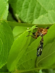 Idana marginata