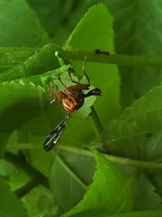 Idana marginata