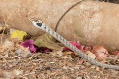 Thelotornis capensis