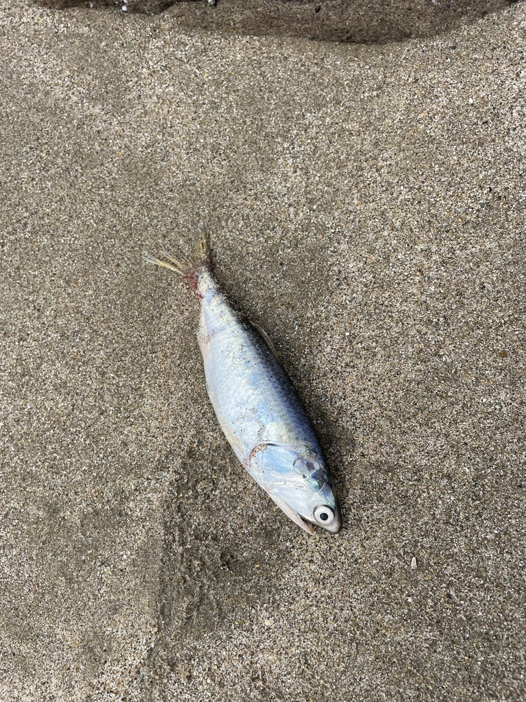 Pacific Anchoveta