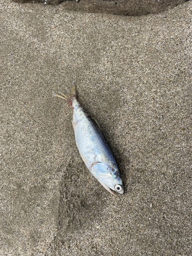 Pacific Anchoveta