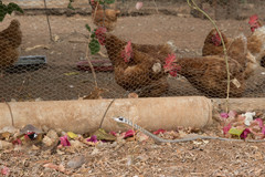 Thelotornis capensis