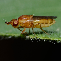 Ectecephala