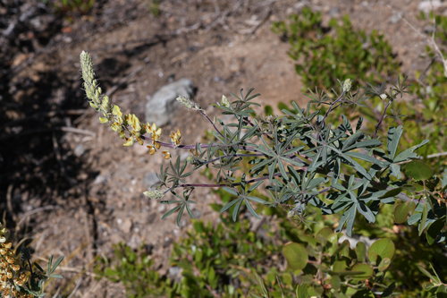 Elmer's Lupine (Lupinus elmeri)