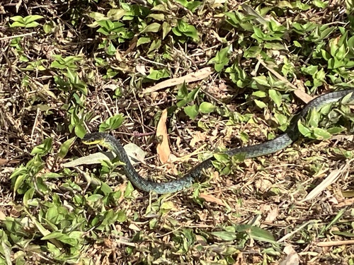 Common Tree Snake sighting