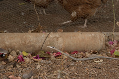 Thelotornis capensis