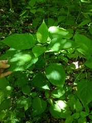 Collinsonia canadensis