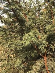 Vachellia karroo