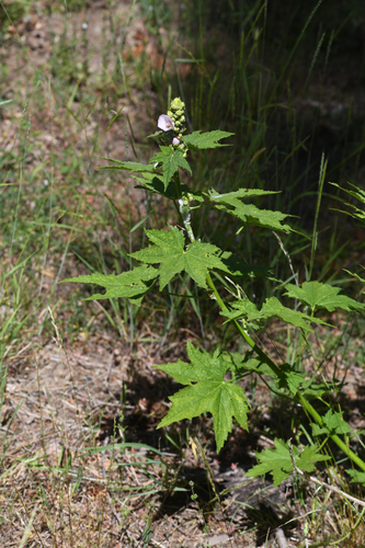 california globe mallow (Iliamna latibracteata)