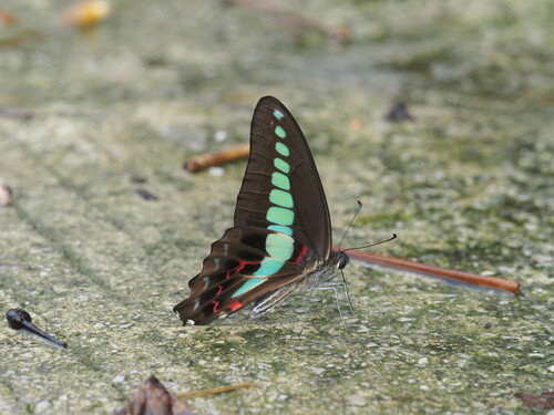 Common Bluebottle