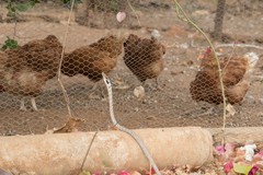 Thelotornis capensis