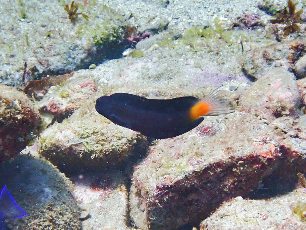 Black Comb-tooth