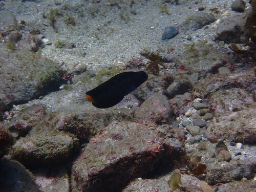 Black combtooth blenny (Ecsenius namiyei) — Blenniidae — 3