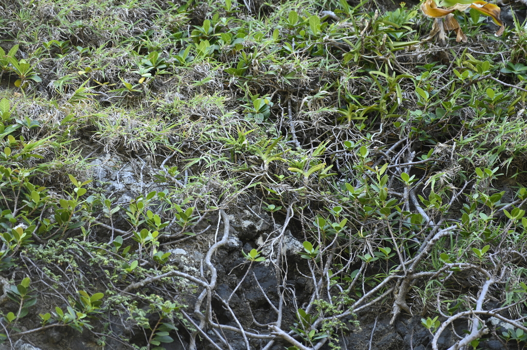 Vanda lamellata
