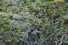 Vanda lamellata