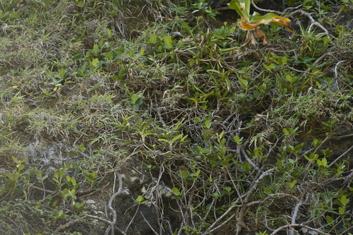 Vanda lamellata, photograph 1