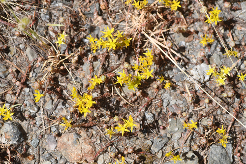 Sedum radiatum